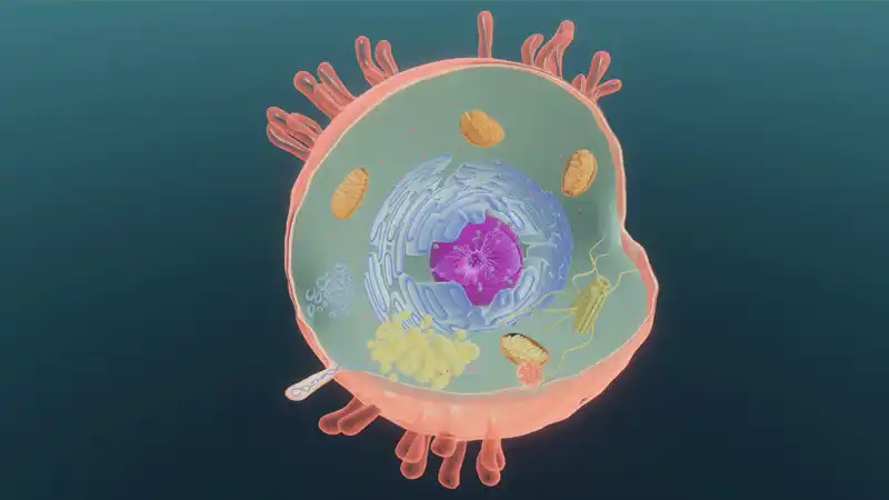 Structure of eukaryotic cells