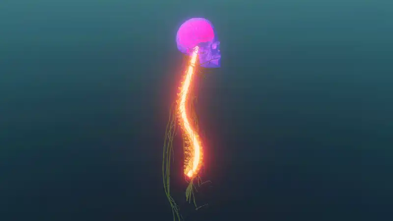 Structure of the brain