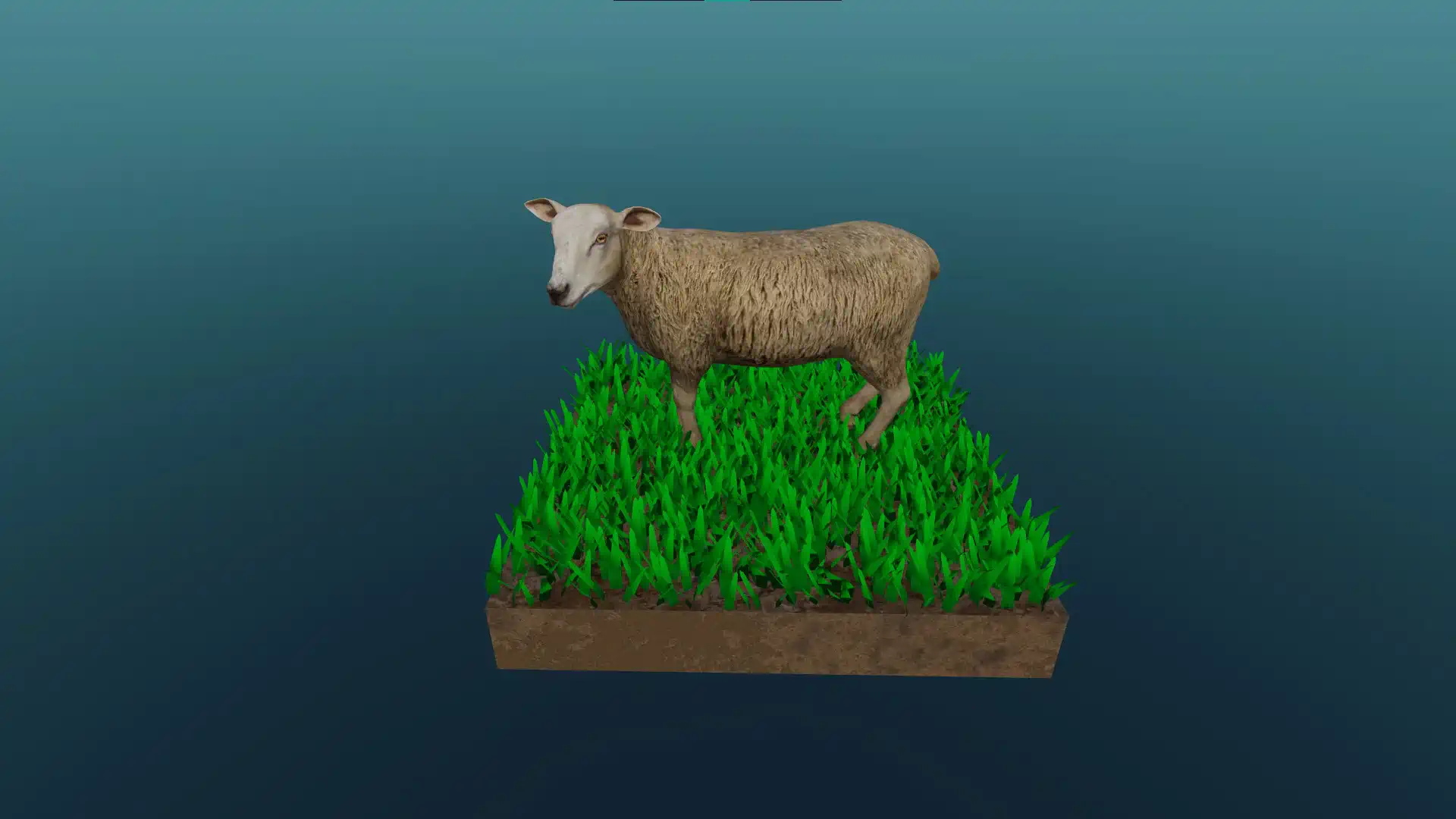 The sheep