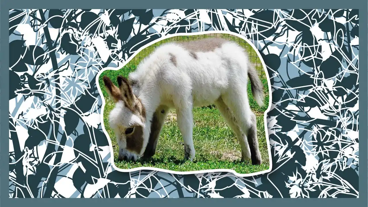 Donkeys only!