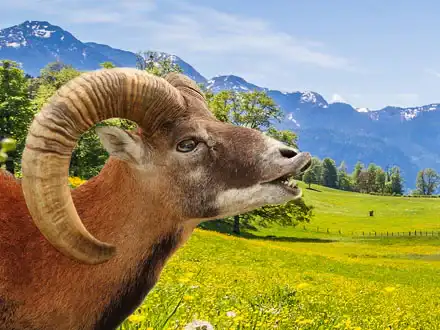 Mouflons