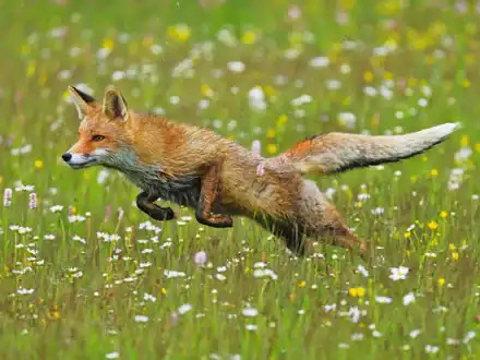 Red Foxes