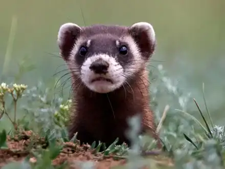 Steppe Polecats