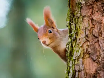 Red Squirrels