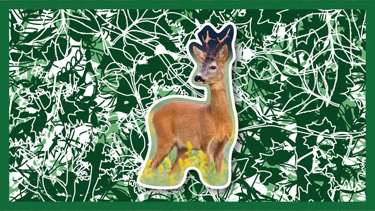 Red deer vs. roe deer