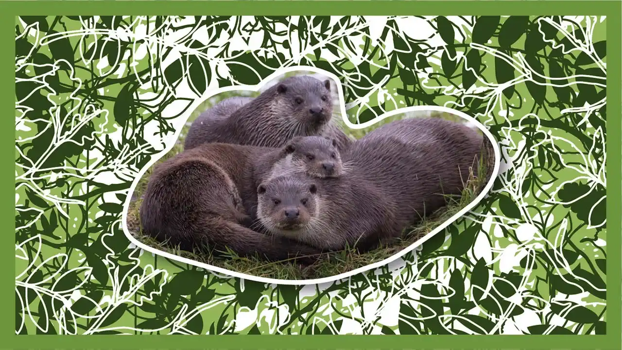 Otter play – water play