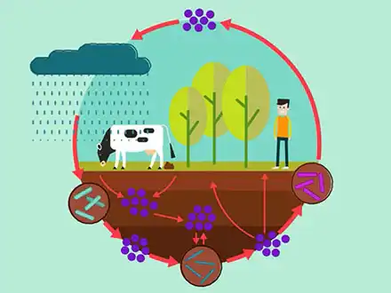 Where are You, Nitrogen?